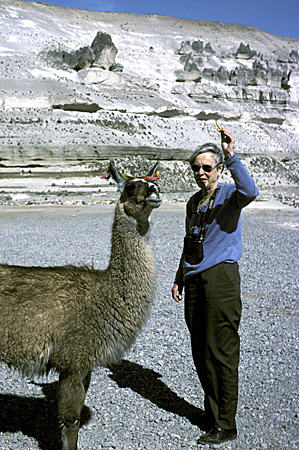 Traveler greeted by Margarita the llama in Cañahuas. Peru.