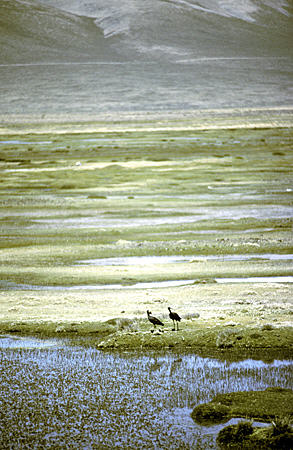 Wetlands & Andean Ibis on Chivay Road. Peru.