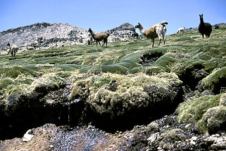 Llamas & ground cover along Chivay Road. Peru.