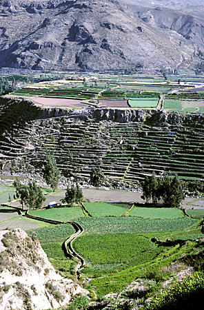 Colca Canyon Terraces. Peru.
