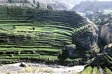 Colca Canyon amphitheatre terrace. Peru.