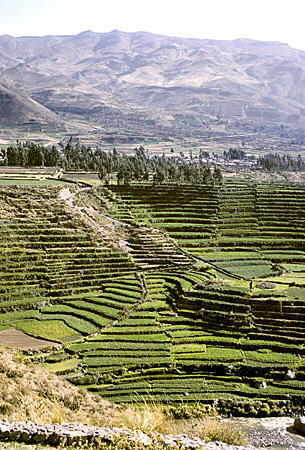 Inca terraces at Colca Canyon. Peru.