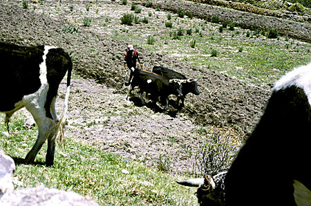 Plowing with oxen in Colca Canyon. Peru.