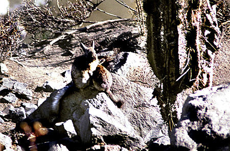 Vizcachas, rabbit-like creatures with squirrel tails in Colca Canyon. Peru.