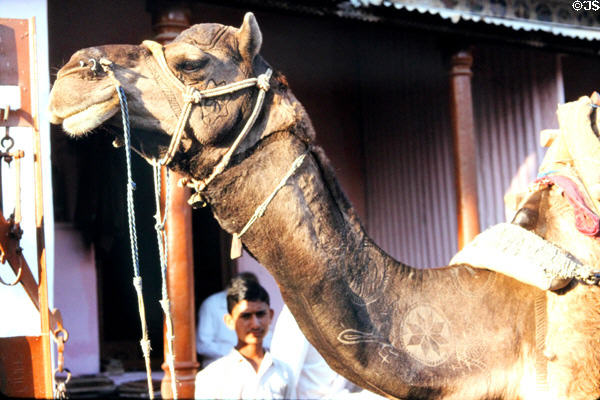 Camel with fur cut in patterns. Mandawa, India.