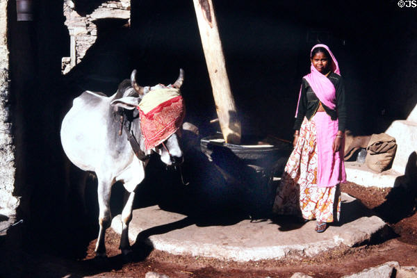 Miller with bullock walking a grinding wheel in circles in Roopangarth. India.