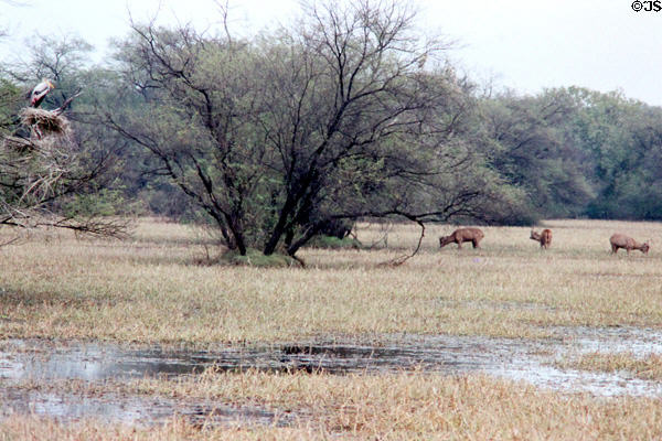 Deer grazing in Bharatpur wildlife reserve. India.