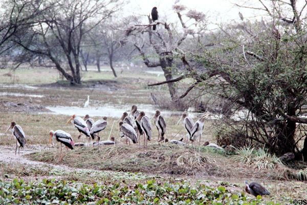 Painted storks (<i>Mycteria leucocephala</i>) near a tree at Bharatpur. India.