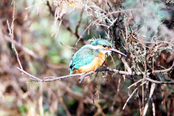 Small Blue Kingfisher (<i>Alcedo atthis</i>) on a branch at Bharatpur. India.