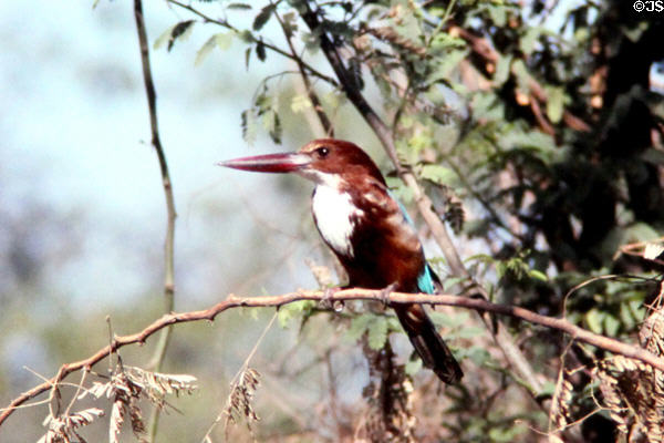 White-Breasted Kingfisher (aka White-throated kingfisher)(<i>Halcyon smyrnensis</i>)at Bharatpur. India.