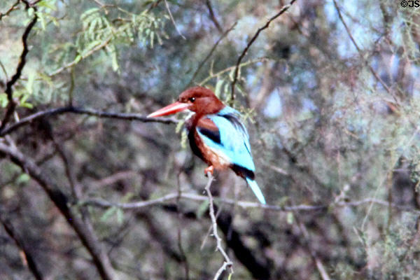 Dorsal view of White-Breasted Kingfisher <i>Halcyon smyrnensis</i>)at Bharatpur. India.