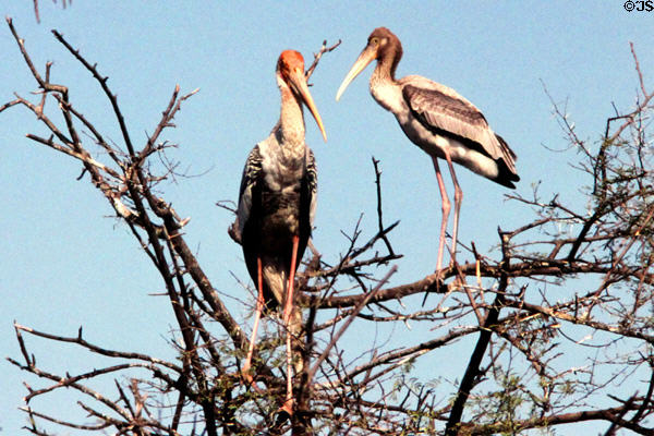 Immature painted storks (<i>Mycteria leucocephala</i>) at Bharatpur. India.