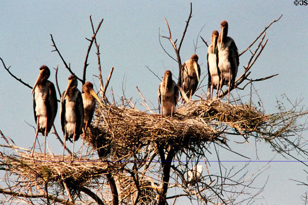 Immature painted storks (<i>Mycteria leucocephala</i>) on nests at Bharatpur. India.