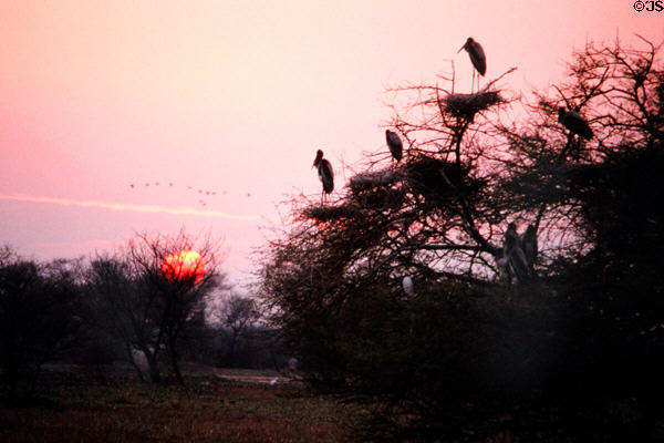 Birds against sunset at Bharatpur. India.