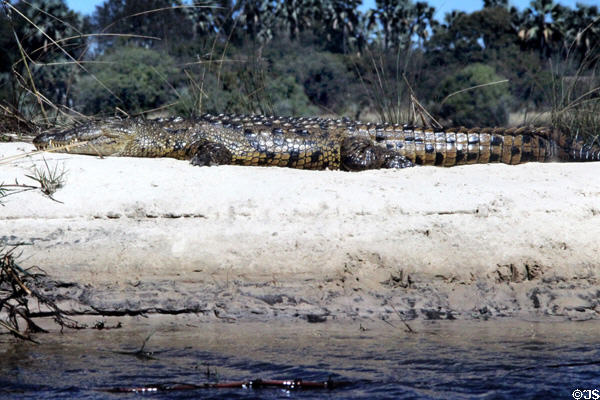 Wild crocodile on shore of Zambezi River. Zimbabwe.