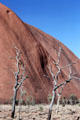 Dead trees in front of Uluru. Australia.