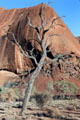 Twisted branches of a dead tree in front of red Uluru. Australia.