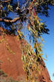 Leafy foliage hangs in front of Uluru. Australia.