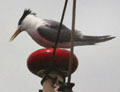 Fairy Tern bird perched on a ship mast. Sydney, Australia.