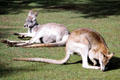 Red kangaroos relax on grass in Melbourne Zoo. Melbourne, Australia.