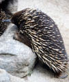 Spiny anteater, or Echidna, at Melbourne Zoo. Melbourne, Australia.
