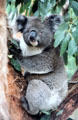 Koala sits in a tree in Melbourne Zoo. Melbourne, Australia.