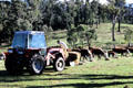 Ranch hand attends to Hereford cows in hills north of Melbourne. Australia