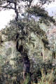 Moss draped tree seen on climb to Takstang, Paro. Bhutan.