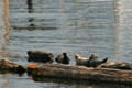 Seals rest in Vancouver Harbour. Vancouver, BC.