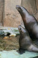 Steller sea lions at Stanley Park Aquarium. Vancouver, BC.