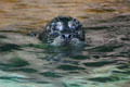 Northern fur seal at Stanley Park Aquarium. Vancouver, BC.