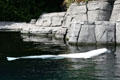 Beluga whale at Stanley Park Aquarium. Vancouver, BC.