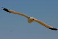 Gull flying over New Brunswick coast. NB.