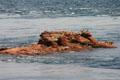 Gulls line rocks on Bay of Fundy. NB.