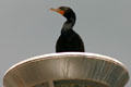 Cormorant on lamp stand. NB