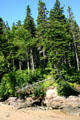 Pine forest on shore of Bay of Fundy. NB.