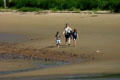 Family walks along beach of Bay of Fundy. NB.
