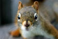 Squirrel found in Fundy region. NB.