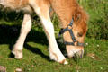 Colt grazes at miniature horse farm in Fundy region. NB.