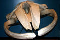 Humpback Whale skeleton at New Brunswick Museum. Saint John, NB.