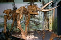 American Mastodon skeleton at New Brunswick Museum. Saint John, NB.
