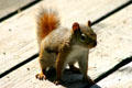 Squirrel at Kouchibouguac National Park. NB.