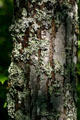 Lichen covered pine bark at Kouchibouguac National Park. NB.