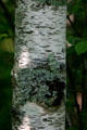 Lichen covered birch bark at Kouchibouguac National Park. NB.