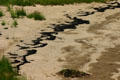 Seaweed pattern on sand at Kouchibouguac National Park. NB.