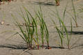 Grass grows through sand at Kouchibouguac National Park. NB.