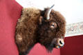 Mounted bison head in billiard room in Saskatchewan Government House. Regina, SK