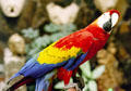 Scarlet macaw at the Don Carlos Hotel in San José. Costa Rica.