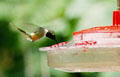 Magenta-throated Woodstar hummingbird sips nectar in Monteverde. Costa Rica.