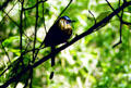 Blue-crowned Mot Mot with tail feathers on thin threads rests on a branch in Monteverde. Costa Rica.